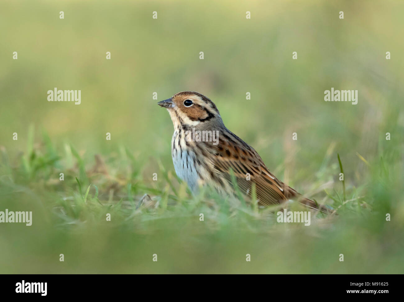 Dwerggors; wenig Bunting; Stockfoto