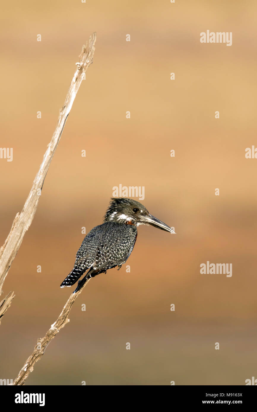 Reuzen Ijsvogel; Giant Kingfisher; Stockfoto