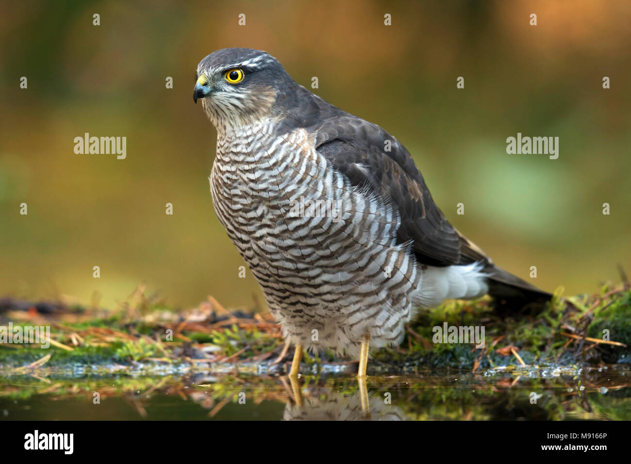 Sperwer vrouw in het water; Eurasian sparrowhawk Weiblichen im Wasser; Stockfoto