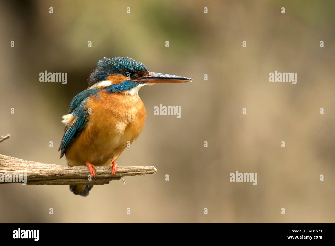 Goudsbloem; Eisvogel Stockfoto