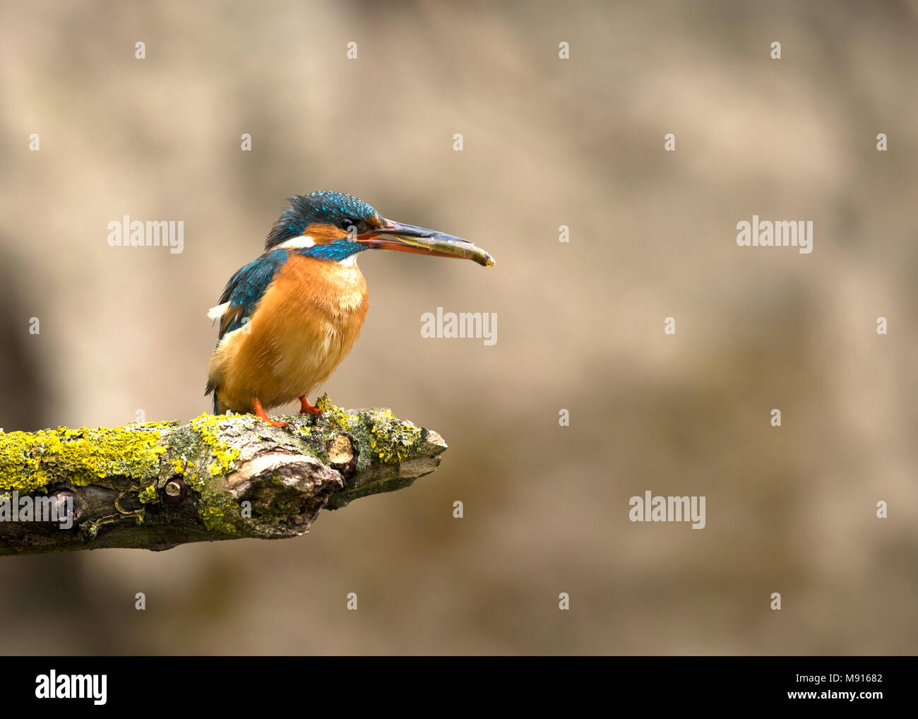 Goudsbloem vrouw met vangst; Eisvogel Weibchen mit Verriegelung Stockfoto