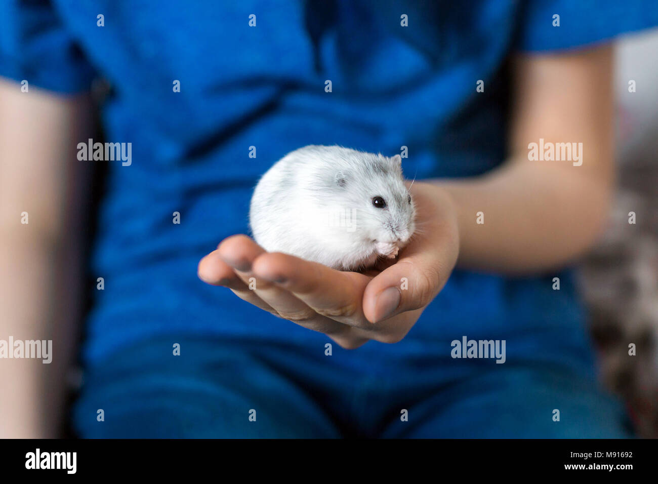 Dshungarischen Hamster in die Hand des Kindes Stockfoto