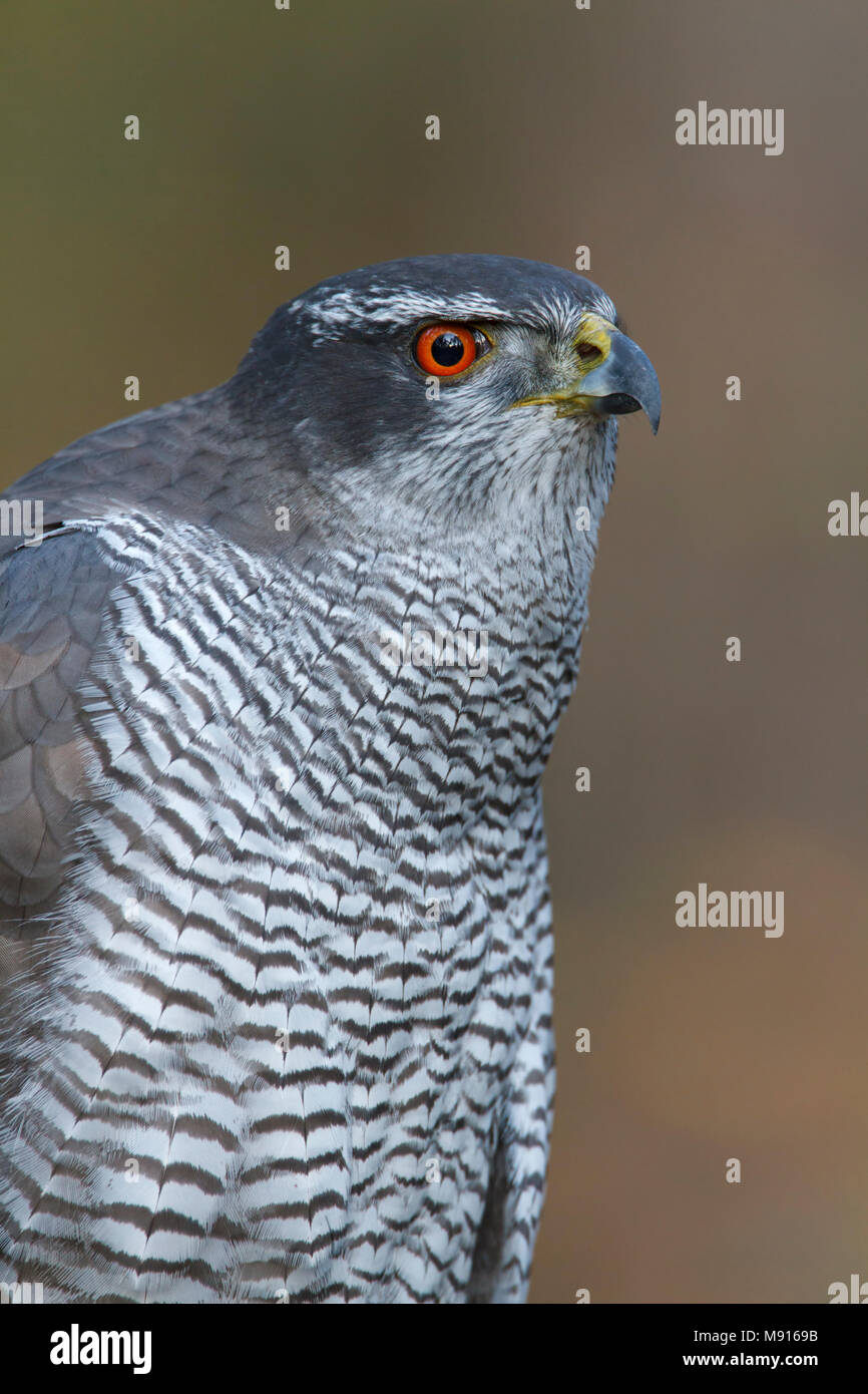 Havik; Northern goshawk Stockfoto