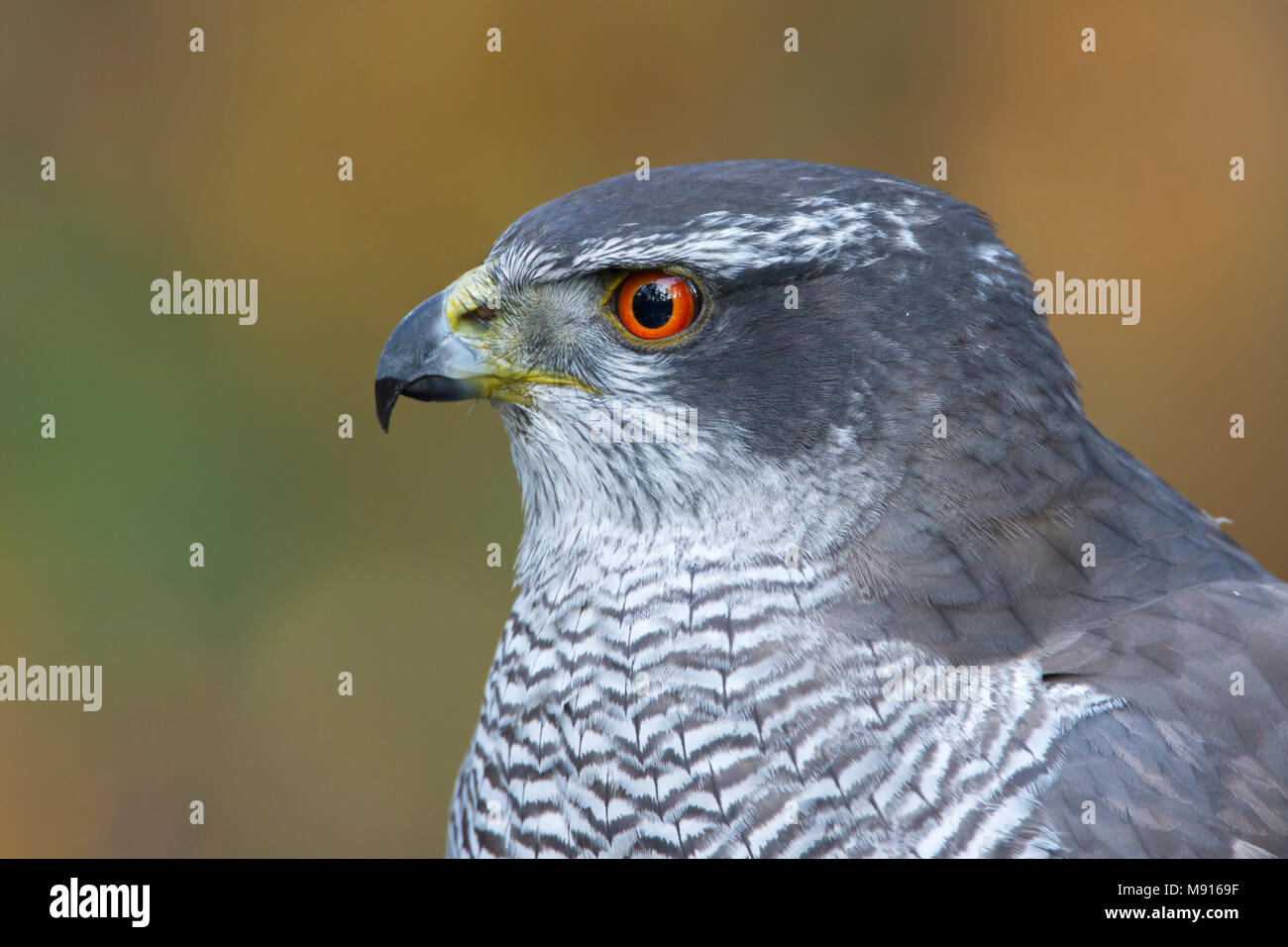 Havik; Northern goshawk Stockfoto