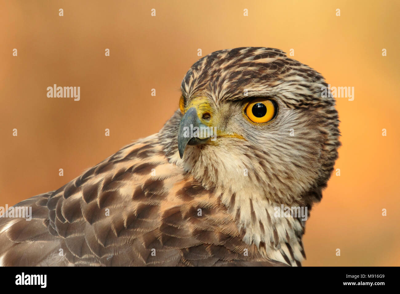 Havik portret Jong; Northern goshawk juvenile portret Stockfoto