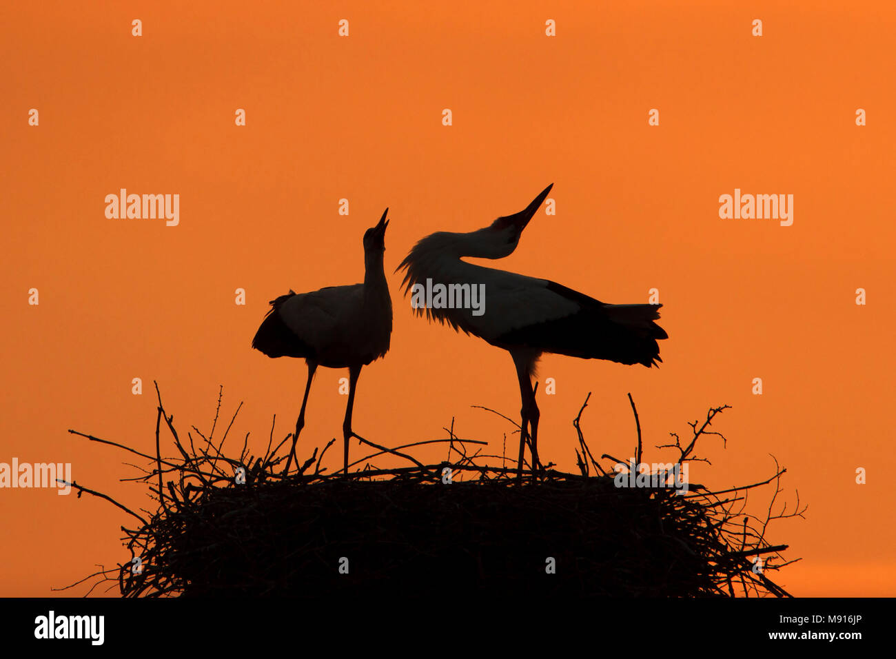 Ooievaar in ondergaande zon, Weißstorch auf Nest in der Abendsonne, Stockfoto