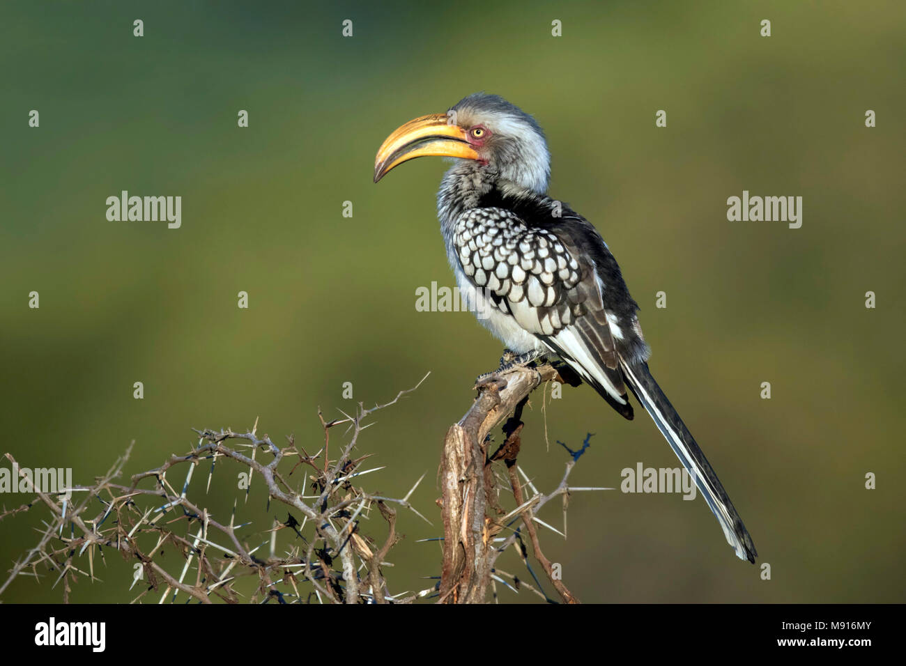 Geelsnaveltok zittend op Struik, südlichen Yellow-Billed Nashornvogel auf Ast sitzend, Stockfoto