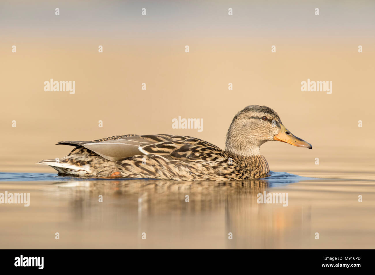 Zwemmende Eend vanuit laag standpunt; Mallard swimming niedrig; Stockfoto