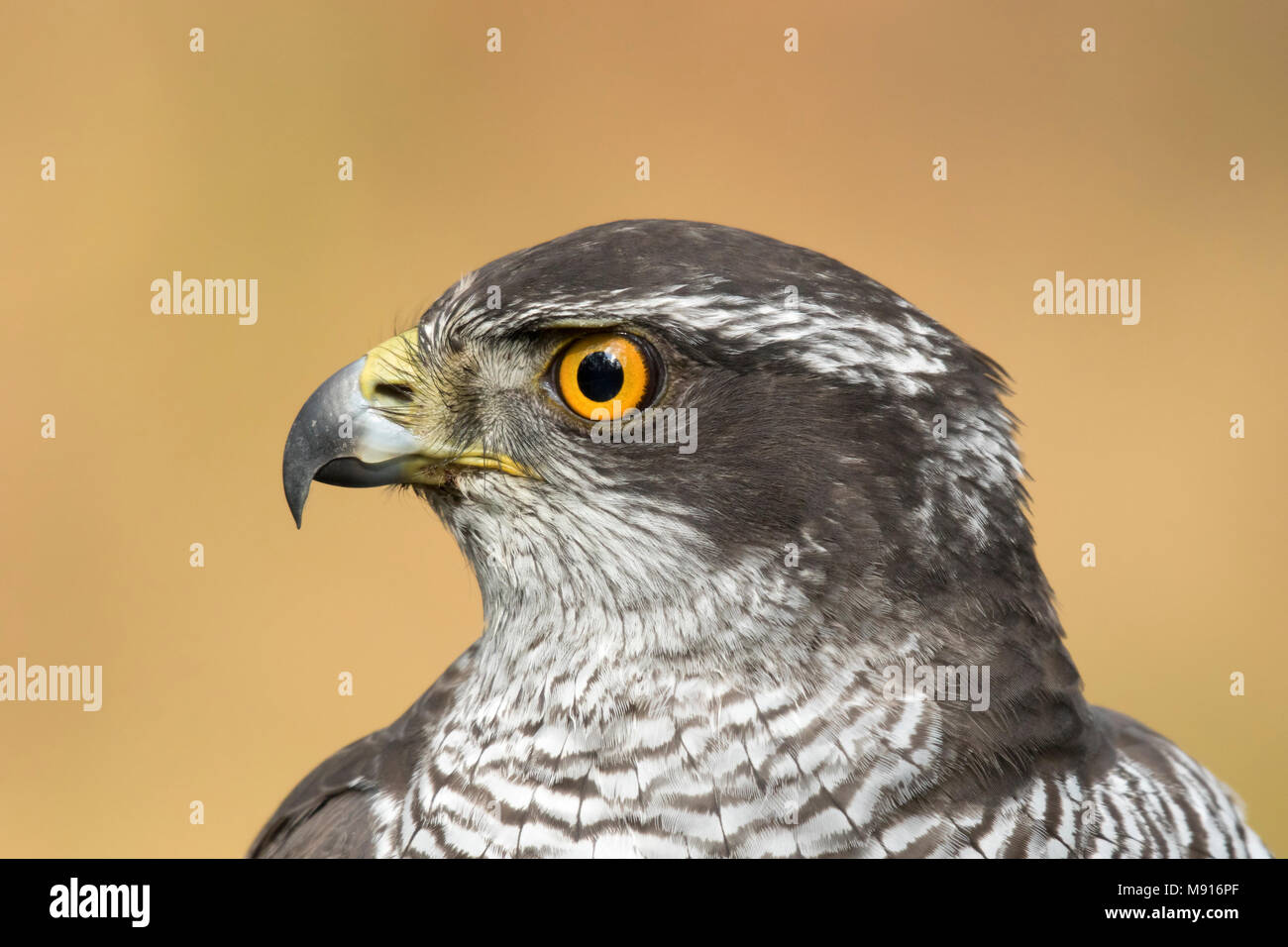 Havik portret; Northern goshawk portret Stockfoto