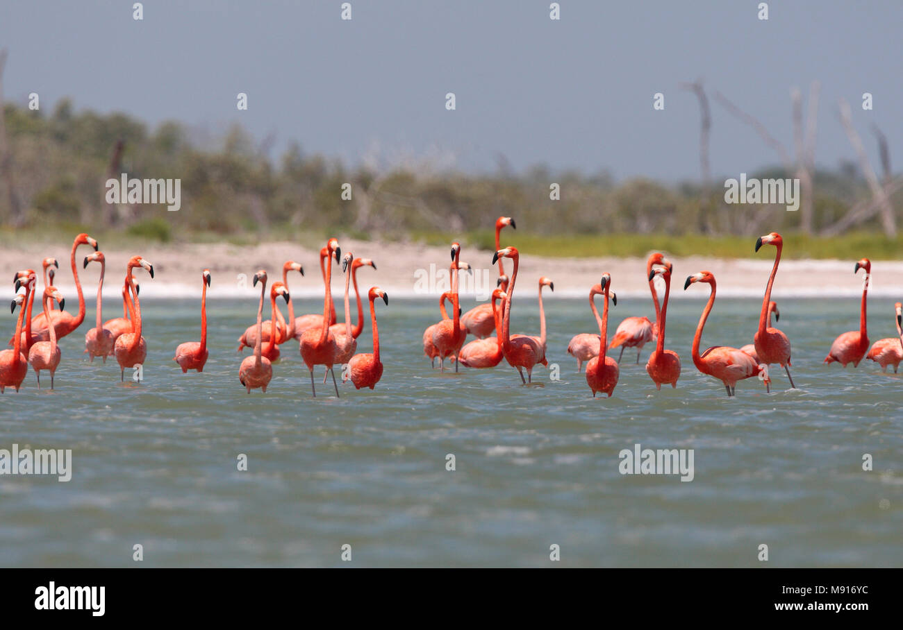 Rode Flamingo een Groep Mexiko, Amerikanische Flamingo eine Herde Mexiko Stockfoto