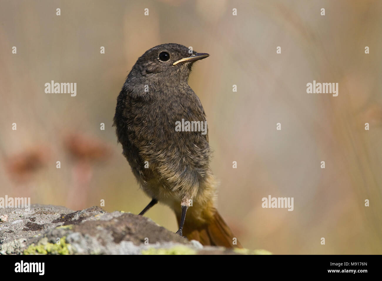 Jonge Zwarte Roodstaart op rots Zwitserland, junge Schwarze Redstart bei  Rock Schweiz Stockfotografie - Alamy