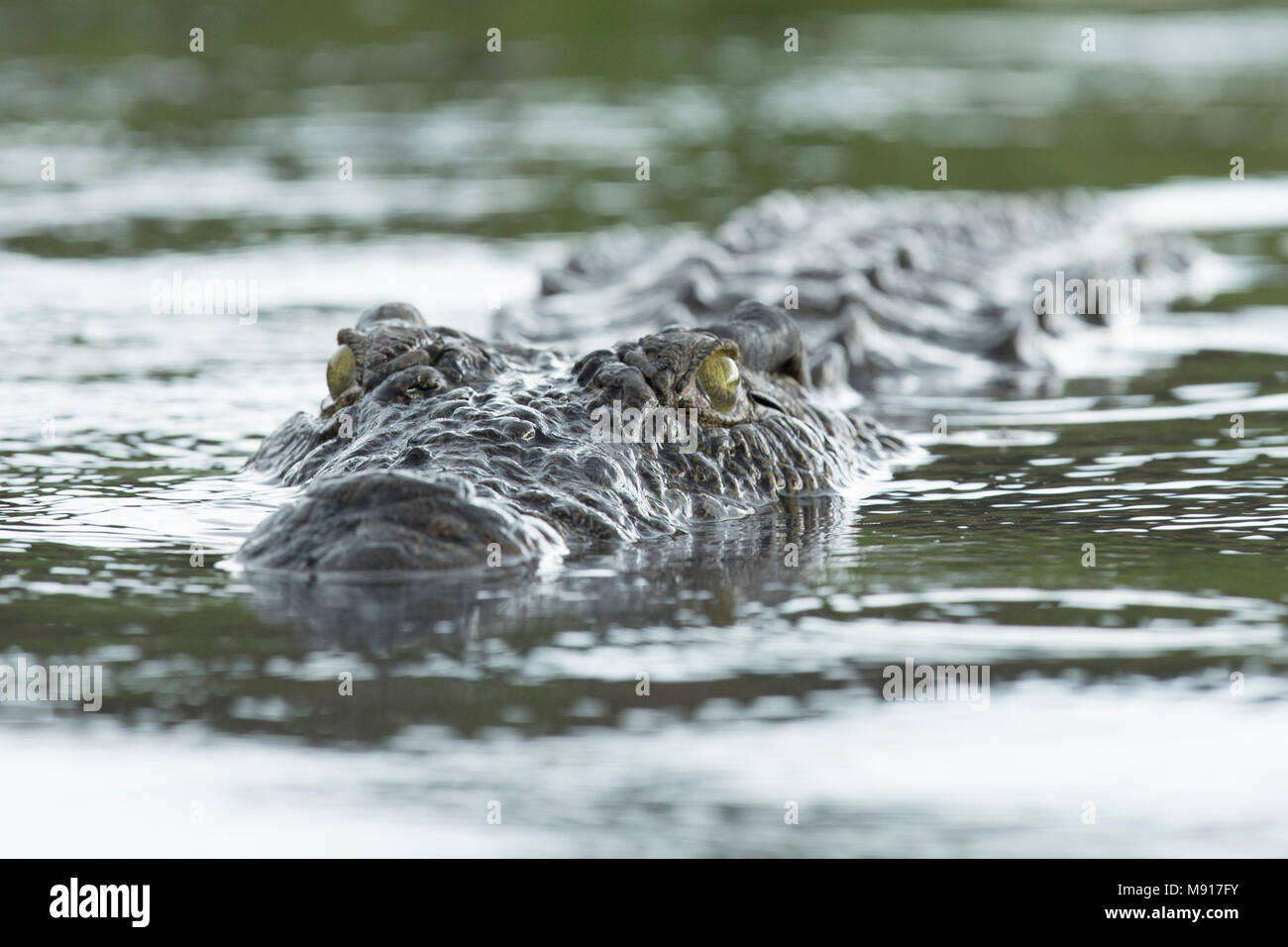 Ein Krokodil schwimmen im Chobe River, Chobe National Park, Botswana. Stockfoto