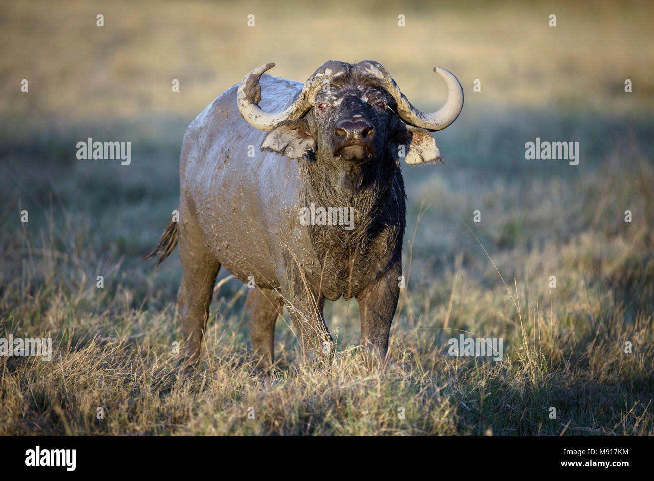 Büffel im Moremi Wildreservat im Okavango Delta in Botswana. Stockfoto