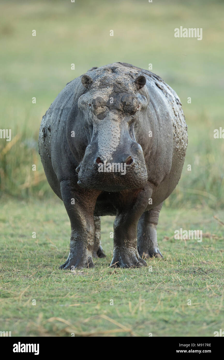 Hippopotamus in der Dämmerung im Moremi Game Reservieren, Botswana. Stockfoto