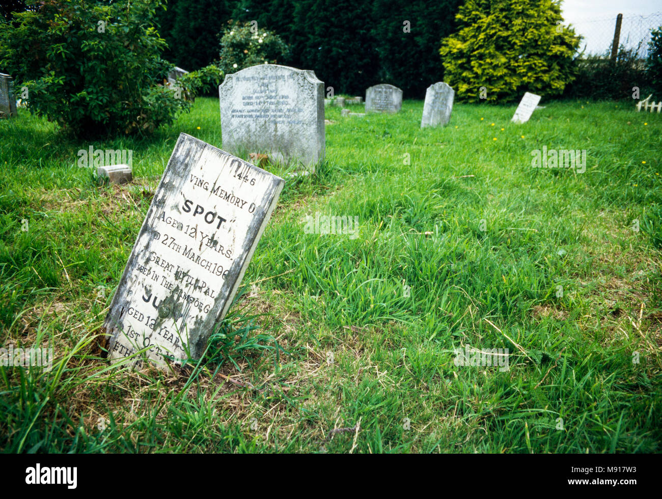 Grab Marker für einen toten Hund namens Spot, Archivierung Foto 1987, Ilford Haustier Friedhof, London, England Stockfoto
