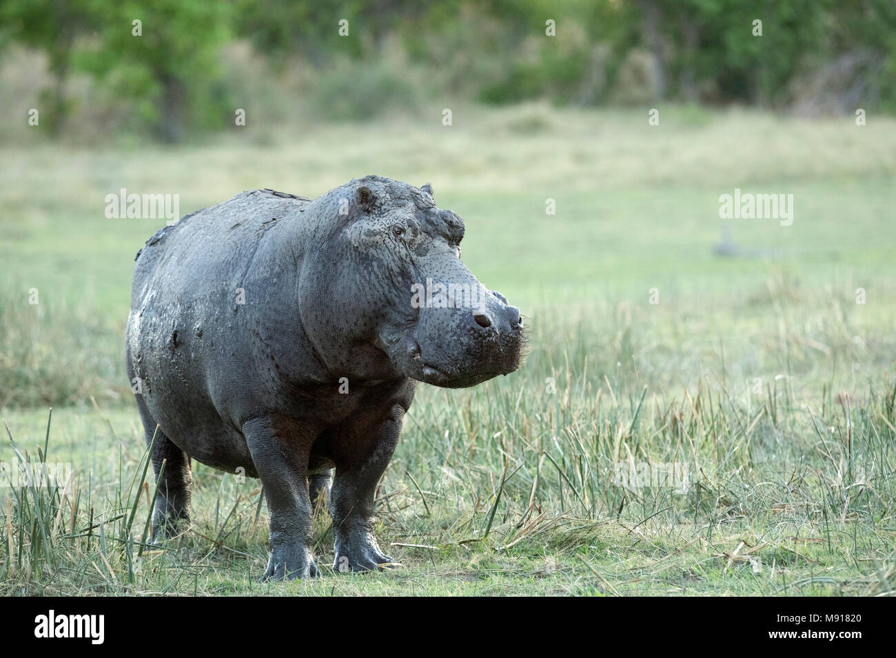 Hippopotamus in der Dämmerung im Moremi Game Reservieren, Botswana. Stockfoto