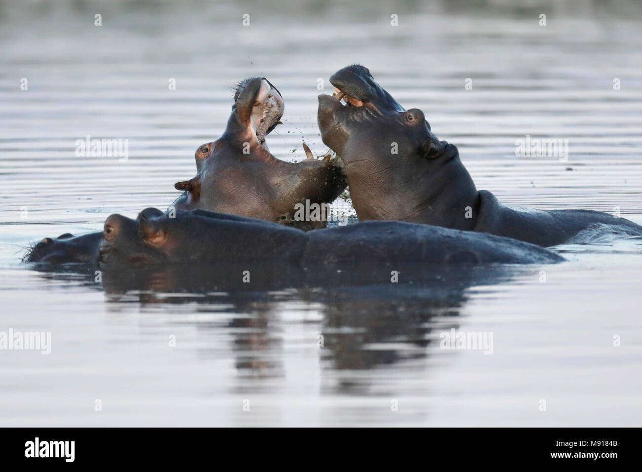Hippopotamus in der Dämmerung im Moremi Game Reservieren, Botswana. Stockfoto