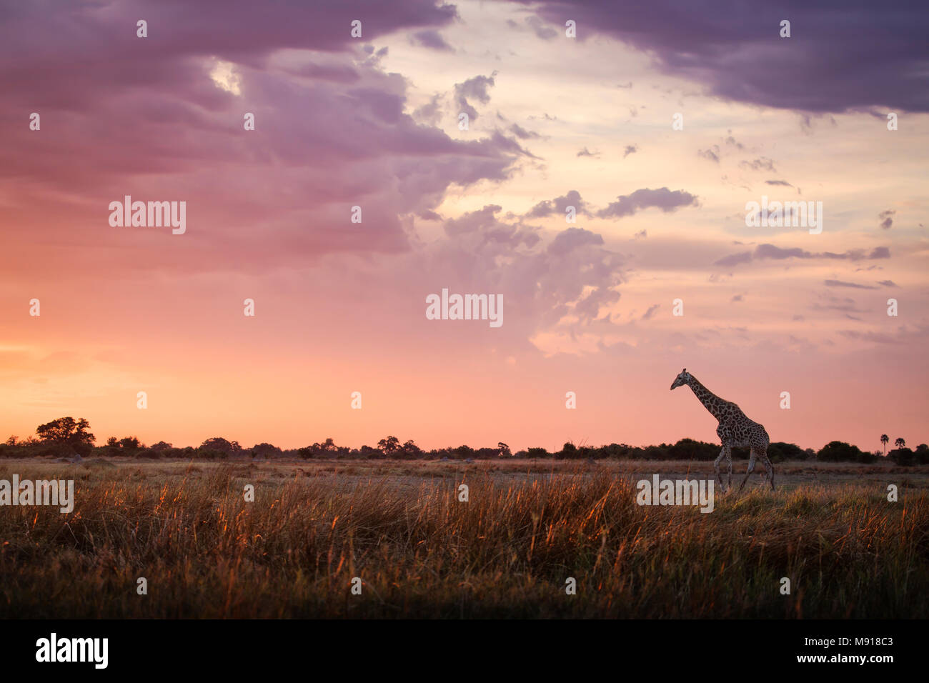 Eine Giraffe bei Sonnenaufgang im Moremi Wildreservat im Okavango Delta in Botswana. Stockfoto