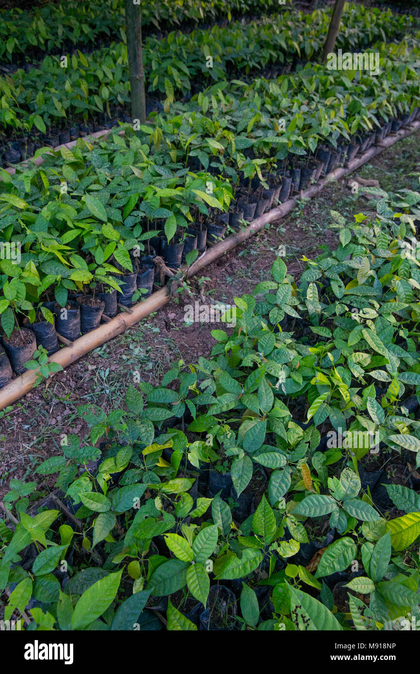 Côte d'Ivoire. Kakao Baumschule. Stockfoto
