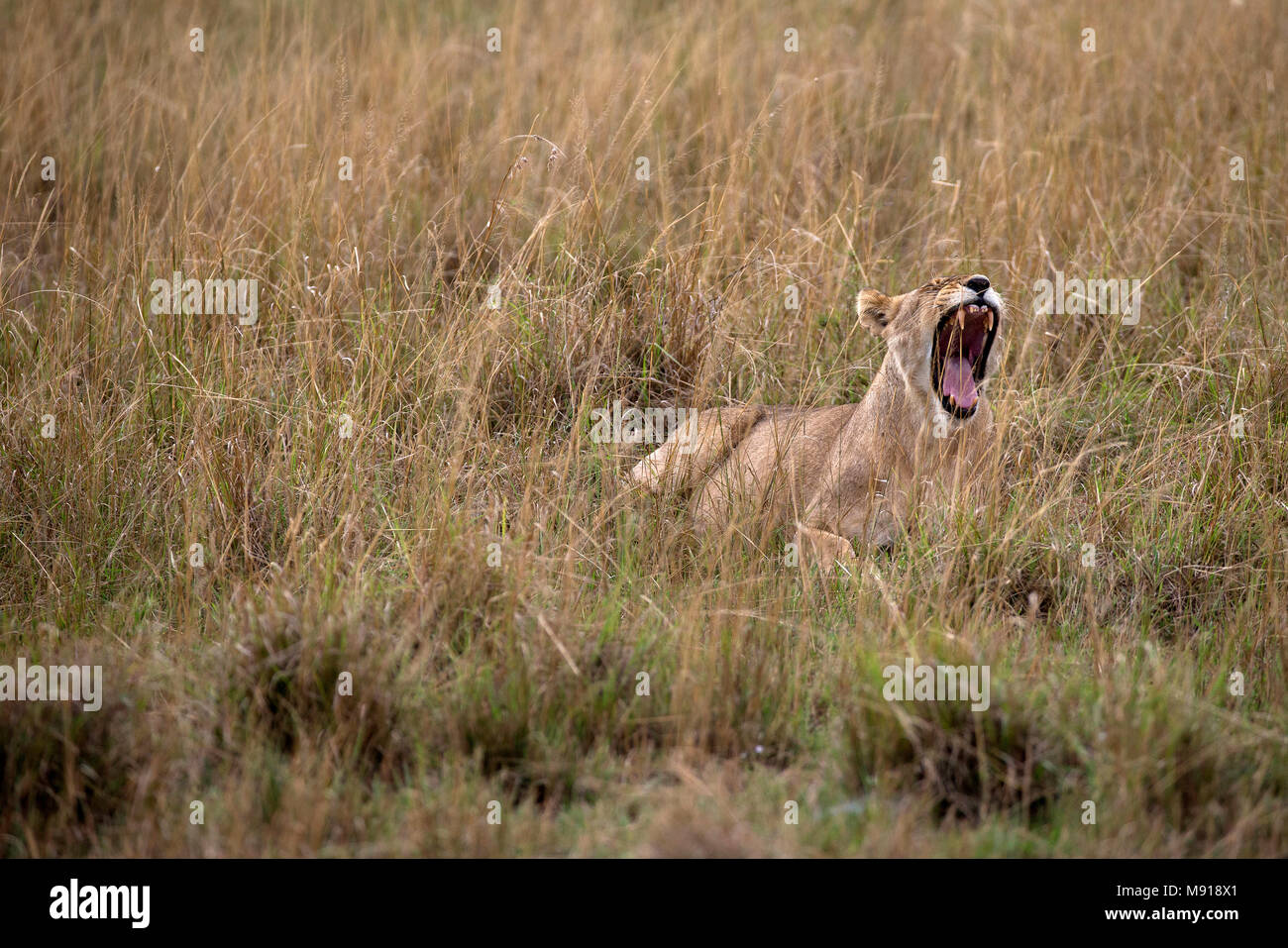 Gähnen Löwin (Panthera leo). Masai Mara Game Reserve. Kenia. Stockfoto