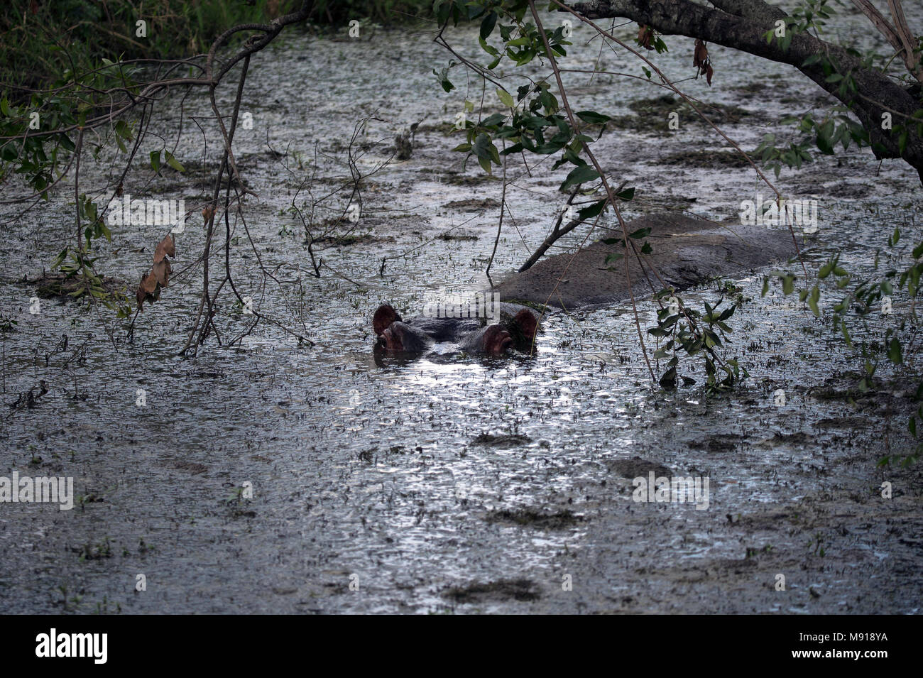 Hippopotamus amphibius (Hippopatamus) in Wasser. Masai Mara Game Reserve. Kenia. Stockfoto