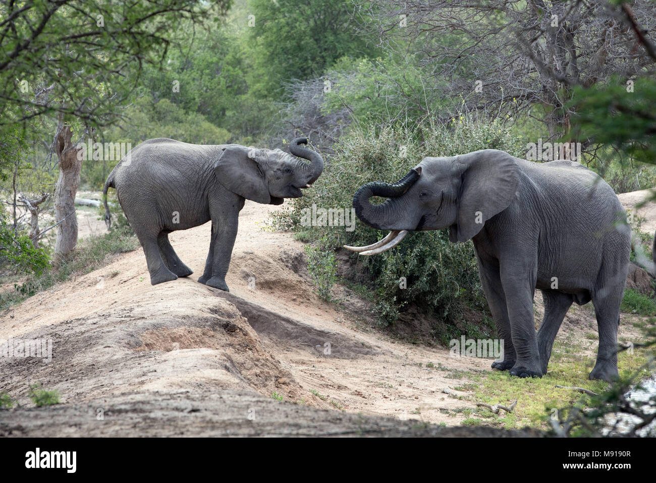 Afrikanischer Elefant (Loxodonta africana). Keer-Keer. Südafrika. Stockfoto