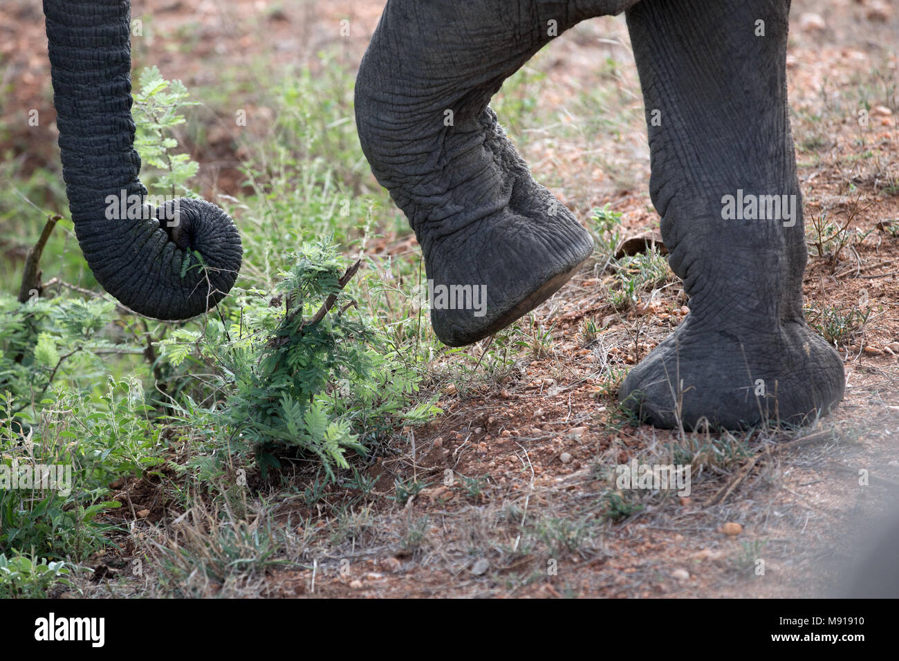Afrikanischer Elefant (Loxodonta africana). Keer-Keer. Südafrika. Stockfoto