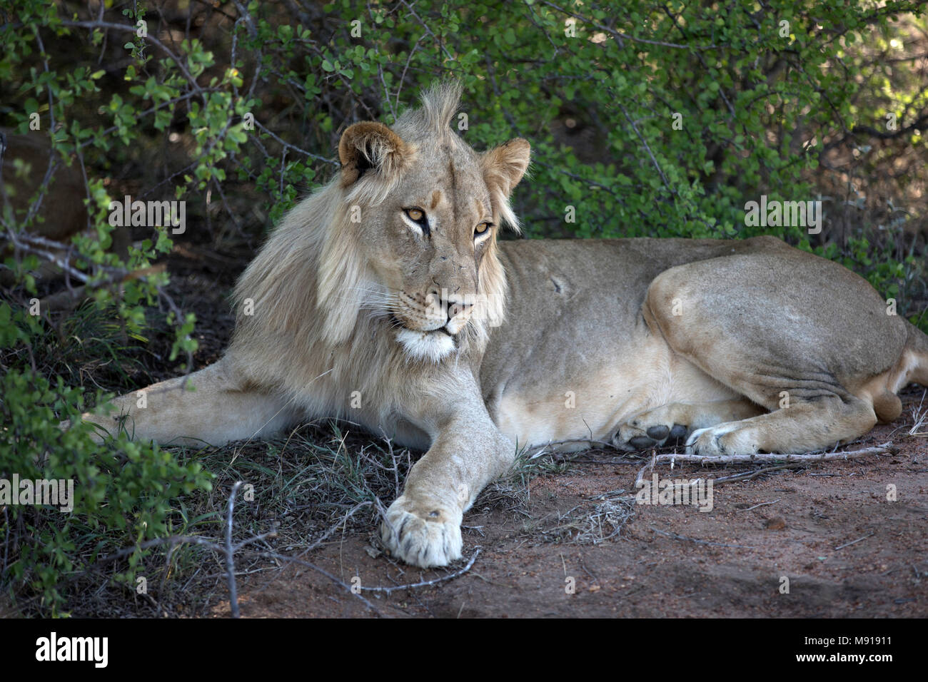 Löwe (Panthera leo). Keer-Keer. Südafrika. Stockfoto