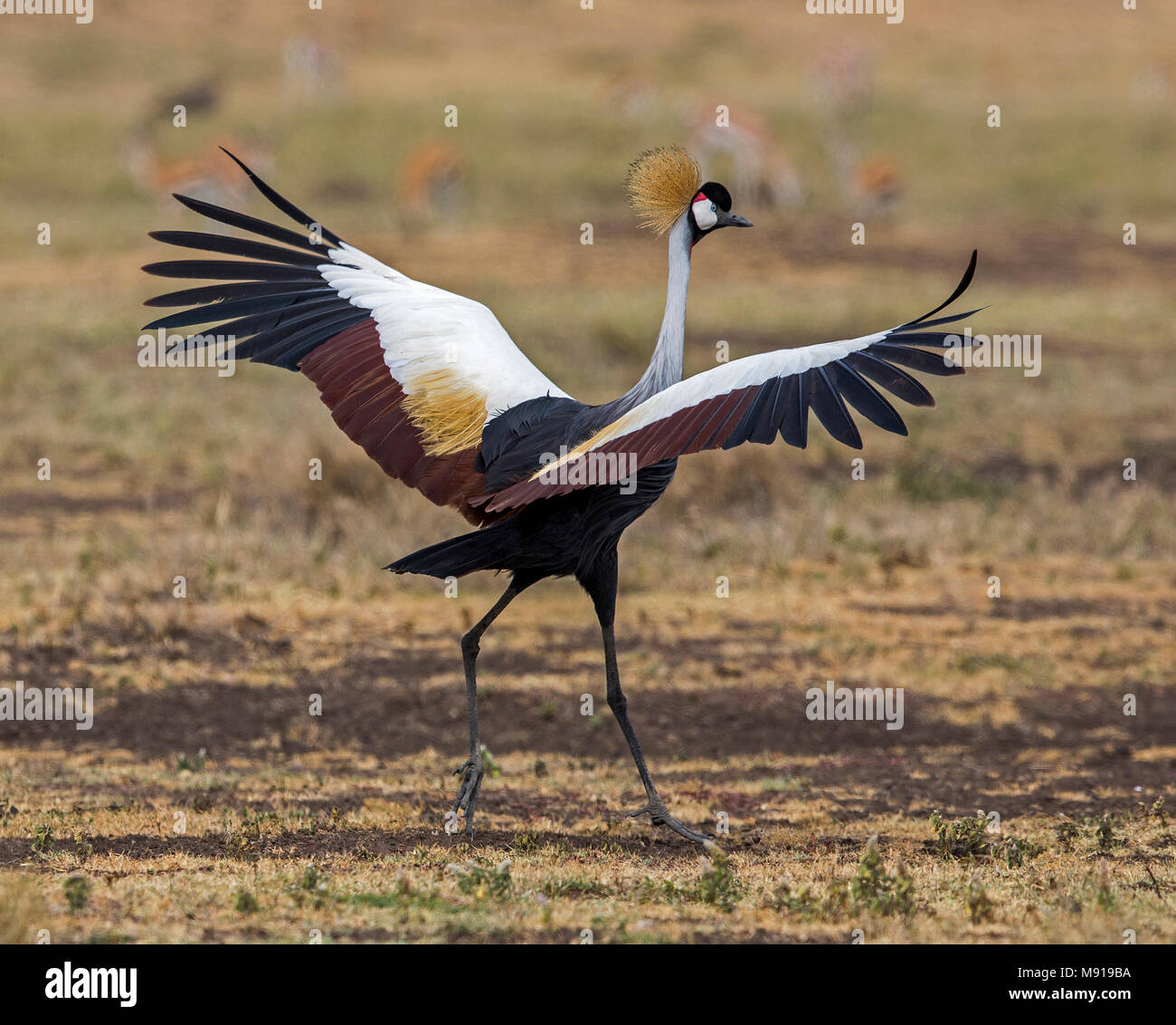 Grijze Crowned-Crane Kroonkraanvogel; Grau Stockfoto