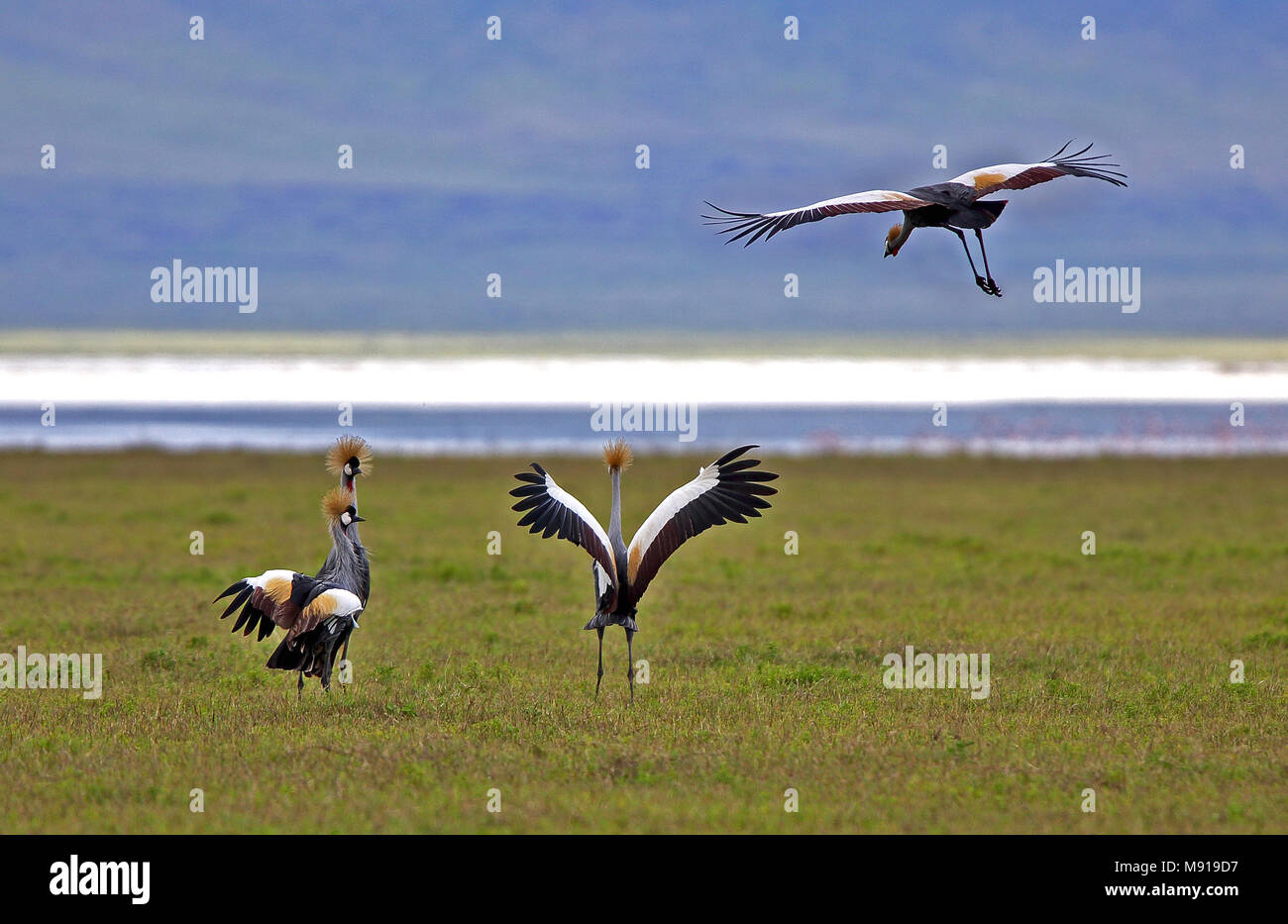 Grijze Crowned-Crane Kroonkraanvogel; Grau Stockfoto