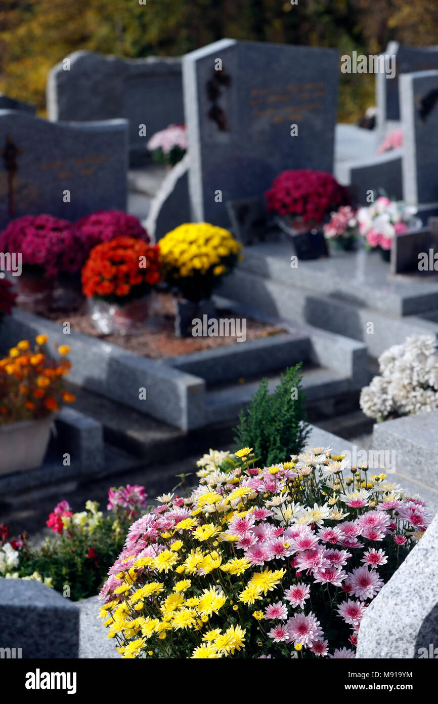 Friedhof zu Allerheiligen. Chrysantheme auf dem Grab. Saint Gervais. Frankreich. Stockfoto