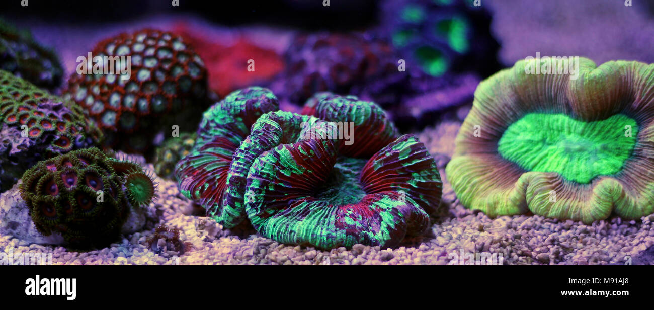 Öffnen Gehirn LPS Korallen in Reef Aquarium Tank Stockfoto