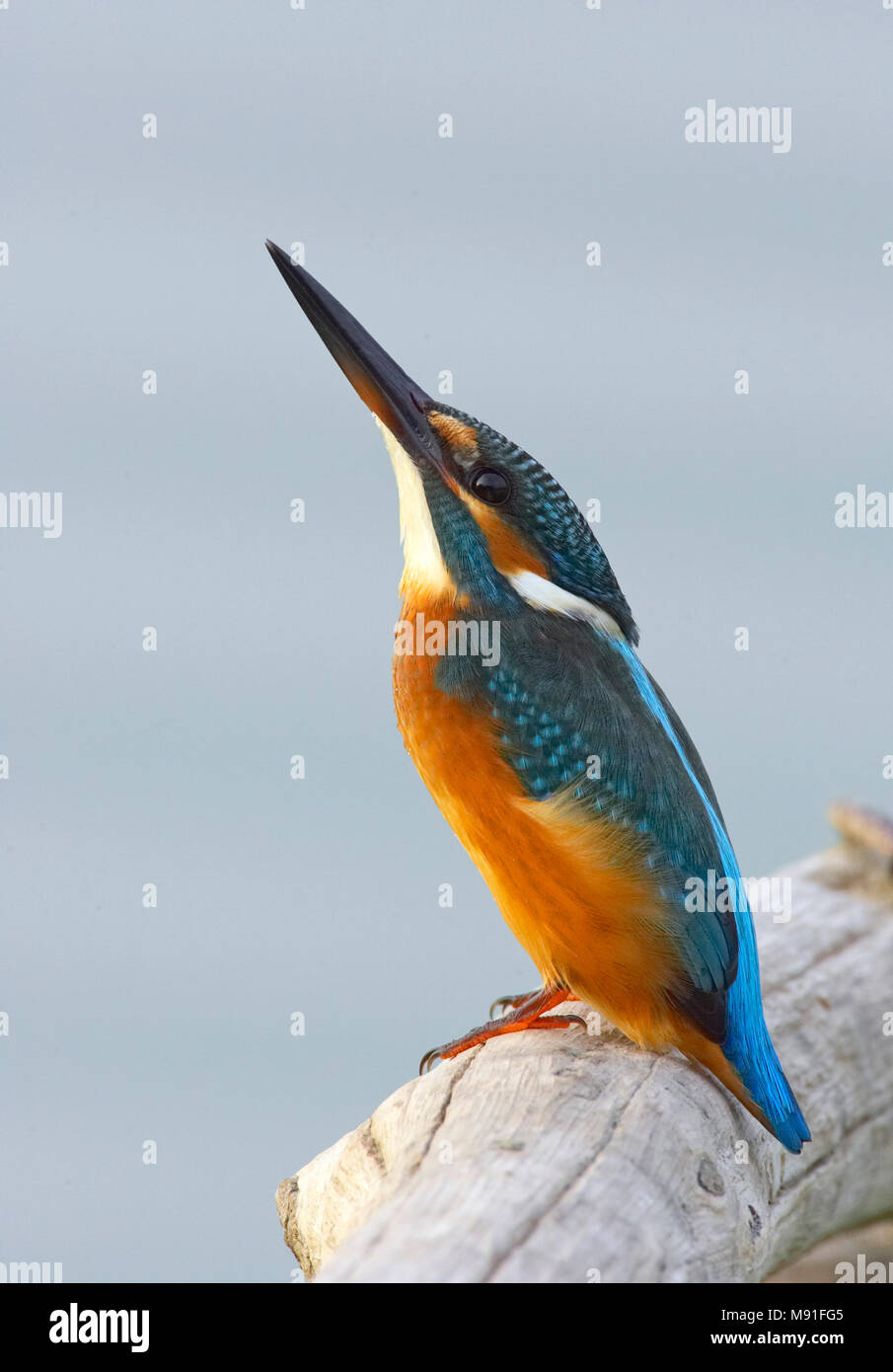 Kleurrijke IJsvogel; farbige Eisvögel Stockfoto