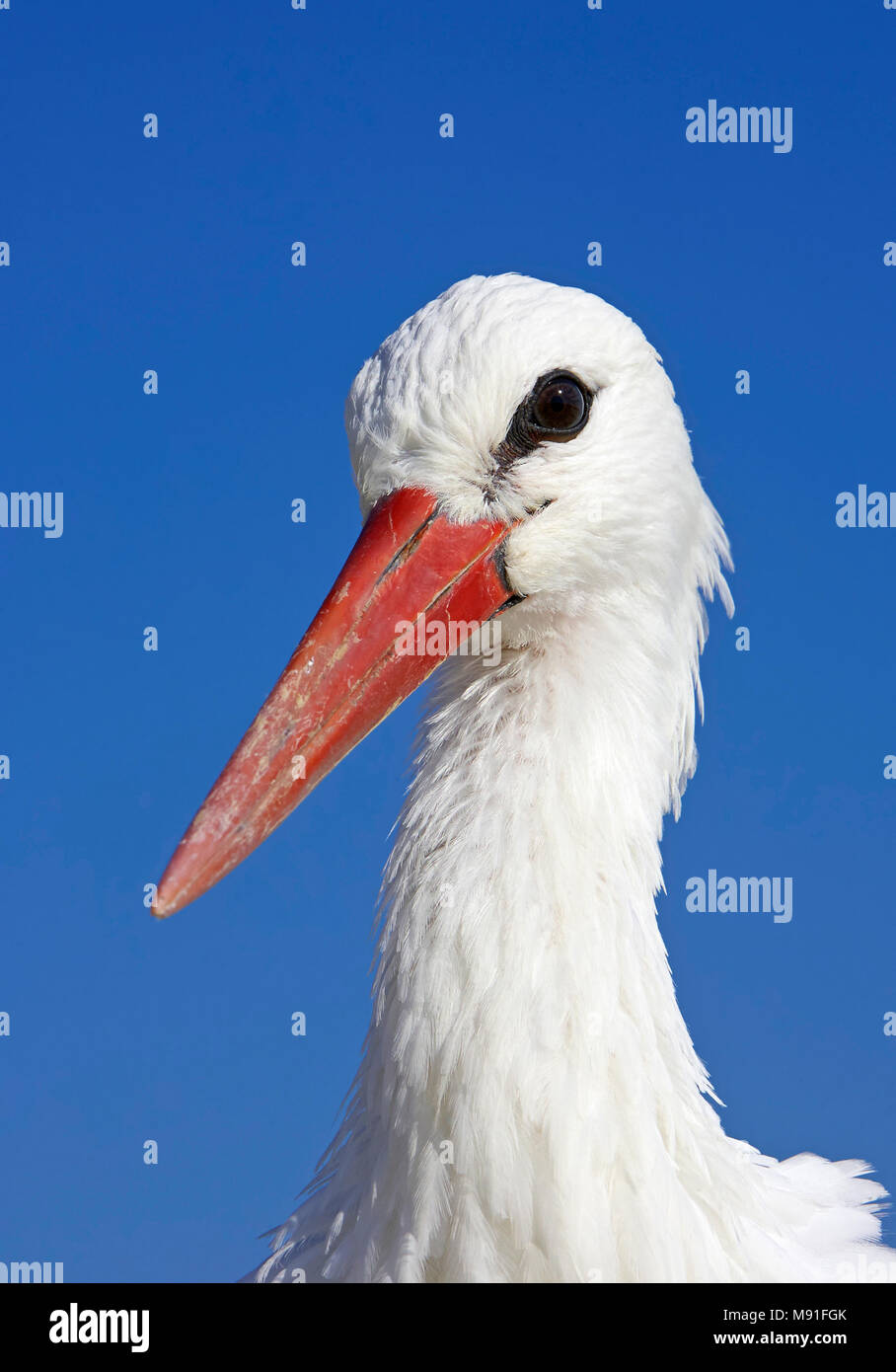 Weißstorch Ciconia ciconia Liettua Kattohaikara Litauen Stockfoto