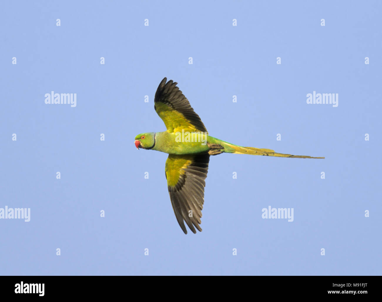 In Halsbandparkiet vlucht, Rose-ringed Parakeet im Flug Stockfoto