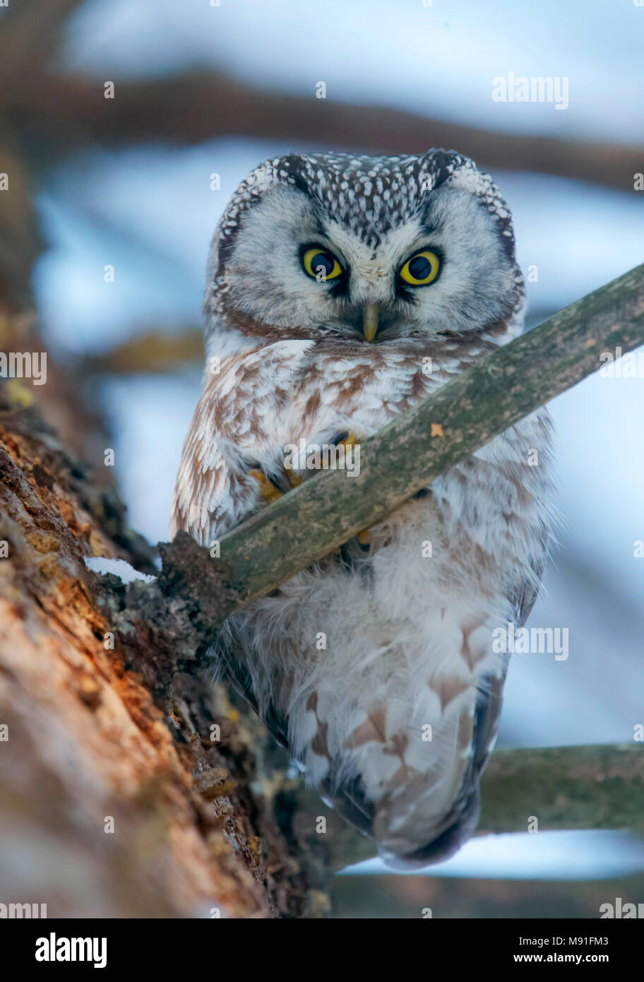 Tengmalm's Owl oder Borealen Eule in Finnland Stockfoto