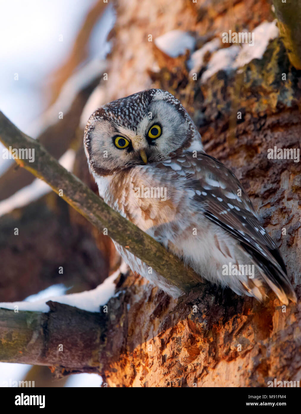 Tengmalm's Owl Boreal Eule Finnland Helmipollo Aegolius funereus Stockfoto