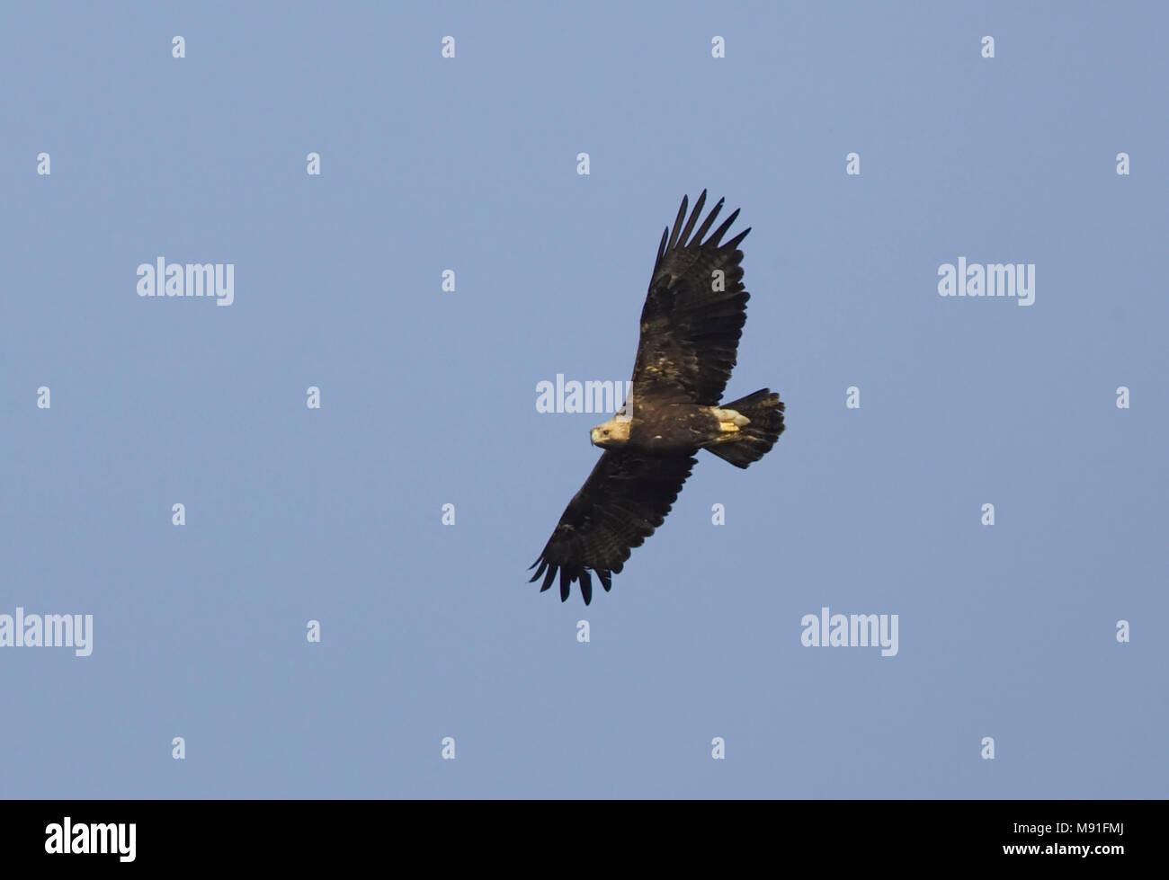 In Keizerarend vlucht; Östliche Kaiseradler (Aquila heliaca) im Flug Stockfoto