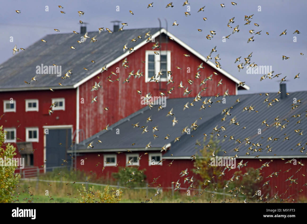 Halten, Bergfink, Fringilla montifringilla Stockfoto