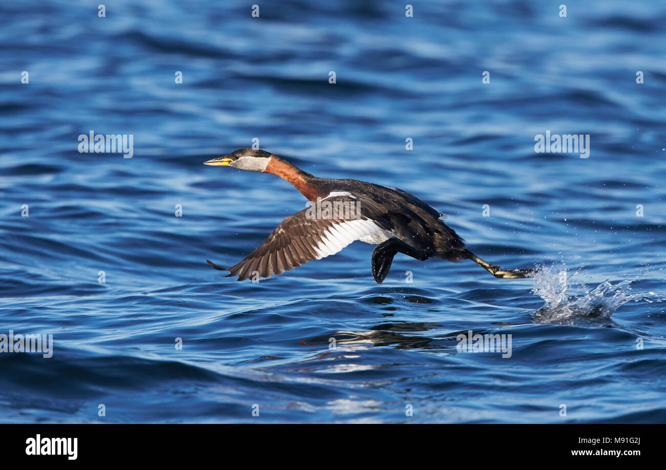 Roodhalsfuut, Red-necked Grebe Podiceps grisegena, Stockfoto