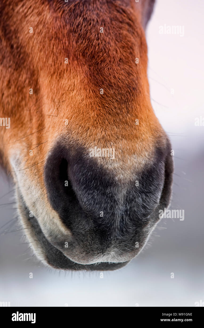Die Nase des schönen arabischen Wallach. Clouse - oben Stockfoto