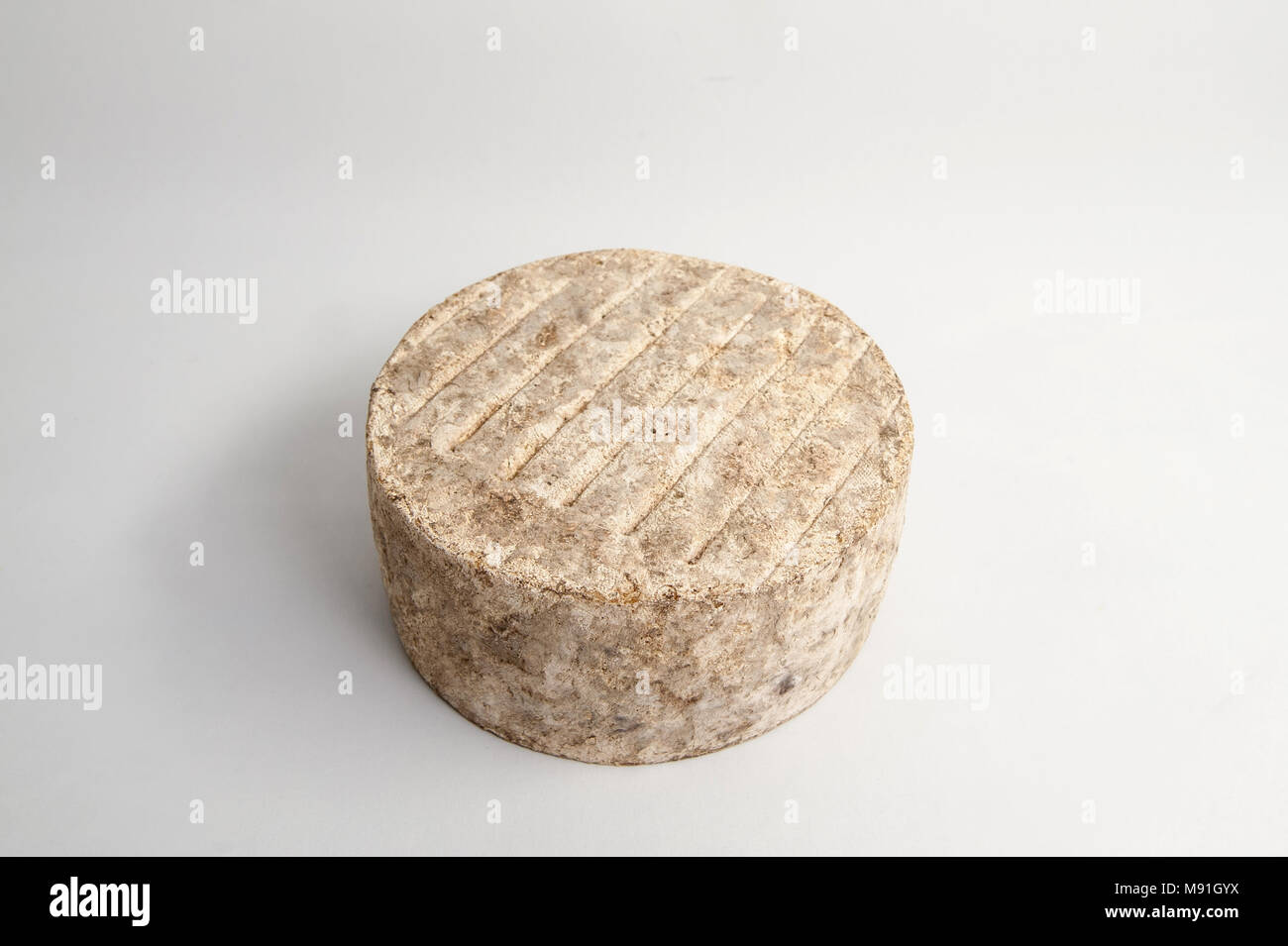 Double Gloucester Stockfoto