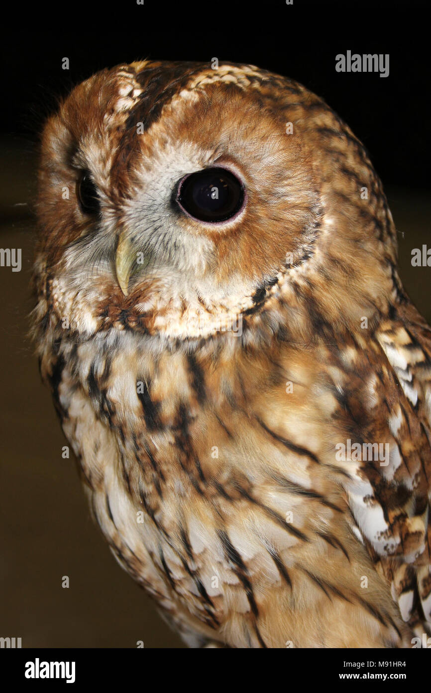 Waldkauz Strix aluco Stockfoto