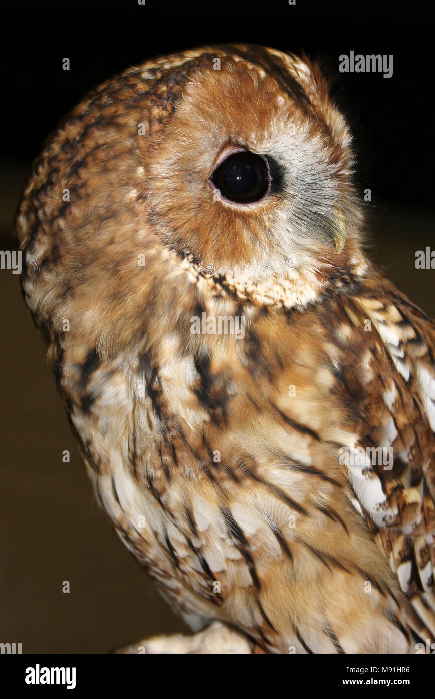 Waldkauz Strix aluco mit Kopf Stockfoto