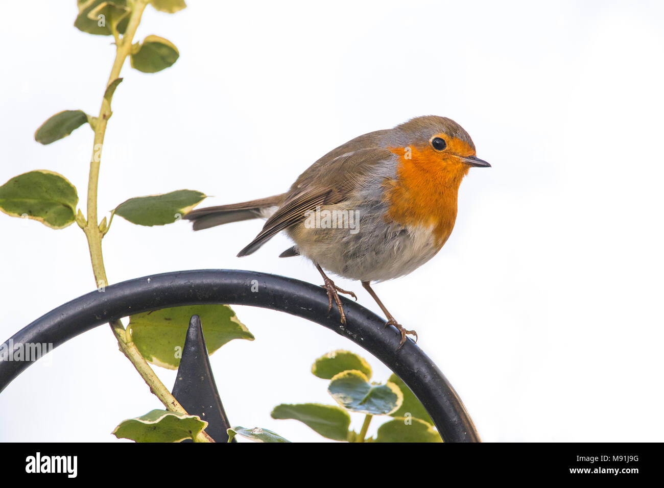 In sneeuw Roodborst zittend ; Europäische Robin im Schnee gehockt Stockfoto