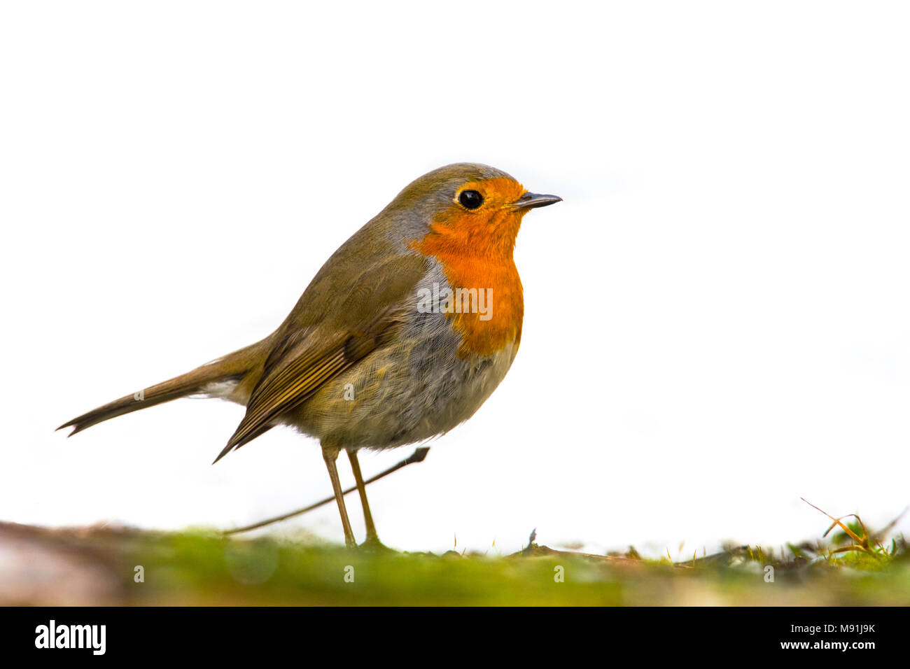 In sneeuw Roodborst zittend ; Europäische Robin im Schnee gehockt Stockfoto