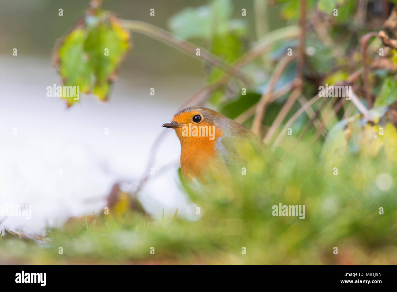 In sneeuw Roodborst zittend ; Europäische Robin im Schnee gehockt Stockfoto