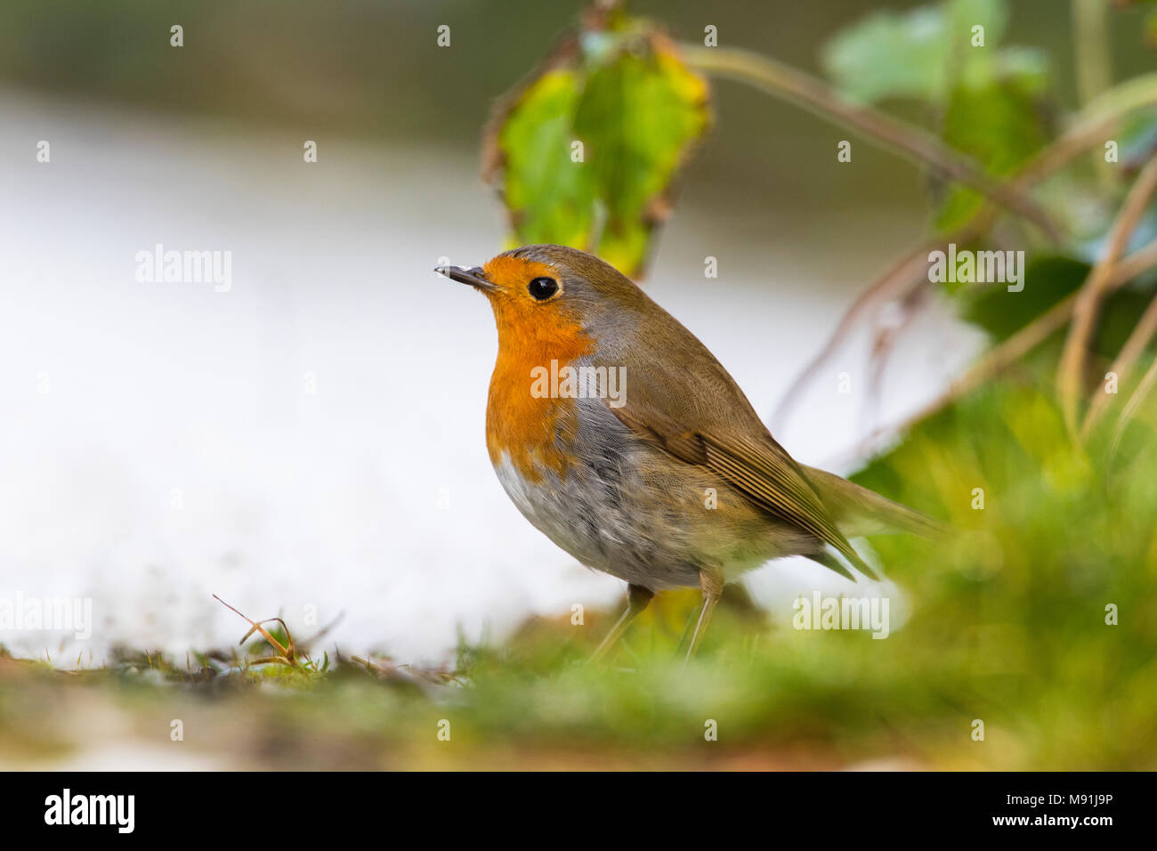 In sneeuw Roodborst zittend ; Europäische Robin im Schnee gehockt Stockfoto