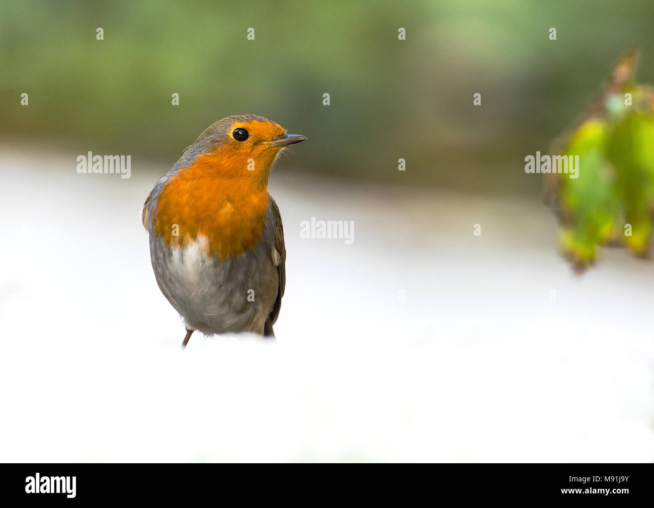 In sneeuw Roodborst zittend ; Europäische Robin im Schnee gehockt Stockfoto