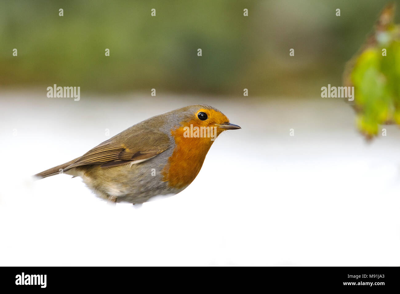In sneeuw Roodborst zittend ; Europäische Robin im Schnee gehockt Stockfoto
